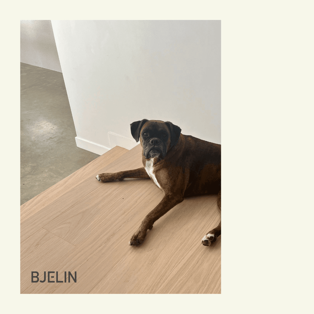 Keith & Lees dog - Bjelin lavrik.png